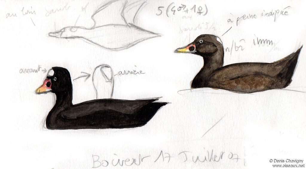 Surf Scoter