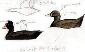 Surf Scoter