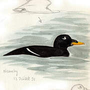 Velvet Scoter