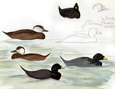 Common Scoter