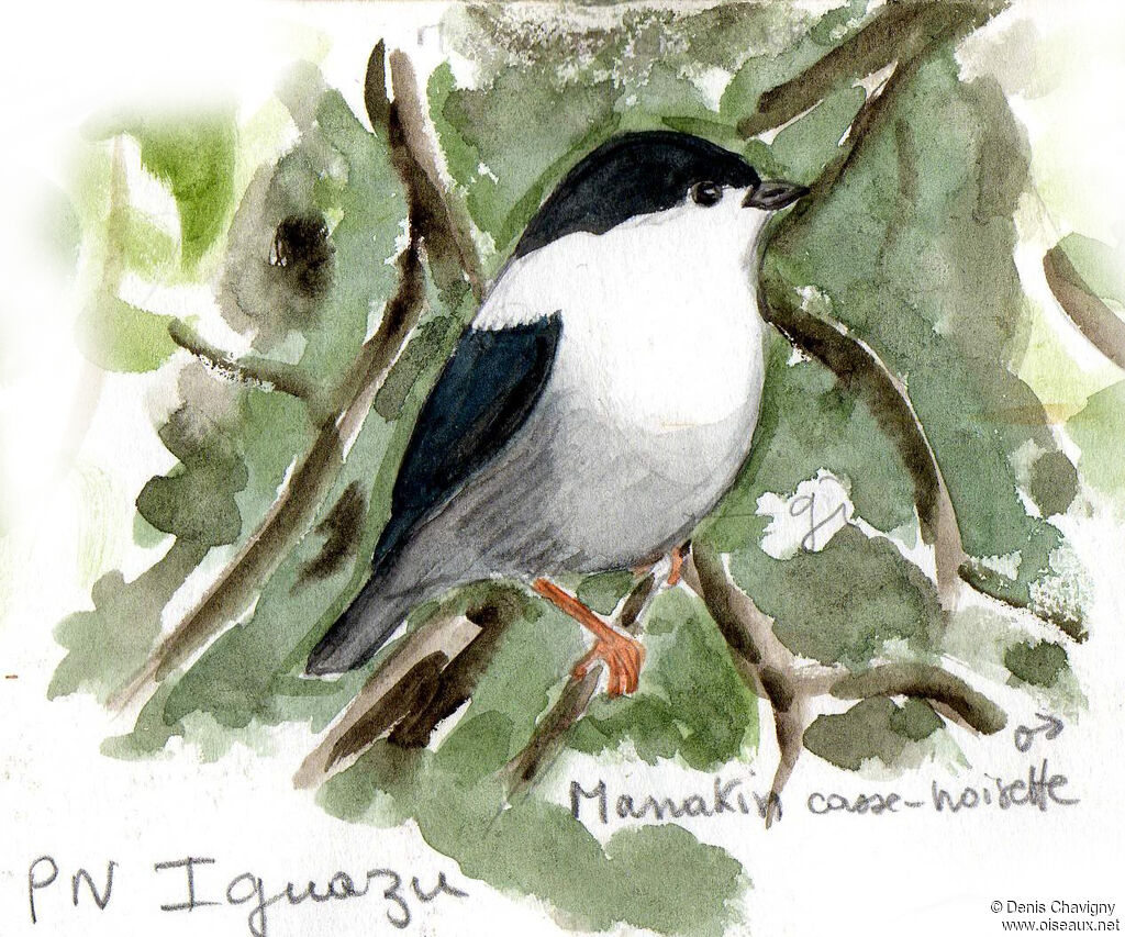 Manakin casse-noisette mâle adulte, habitat