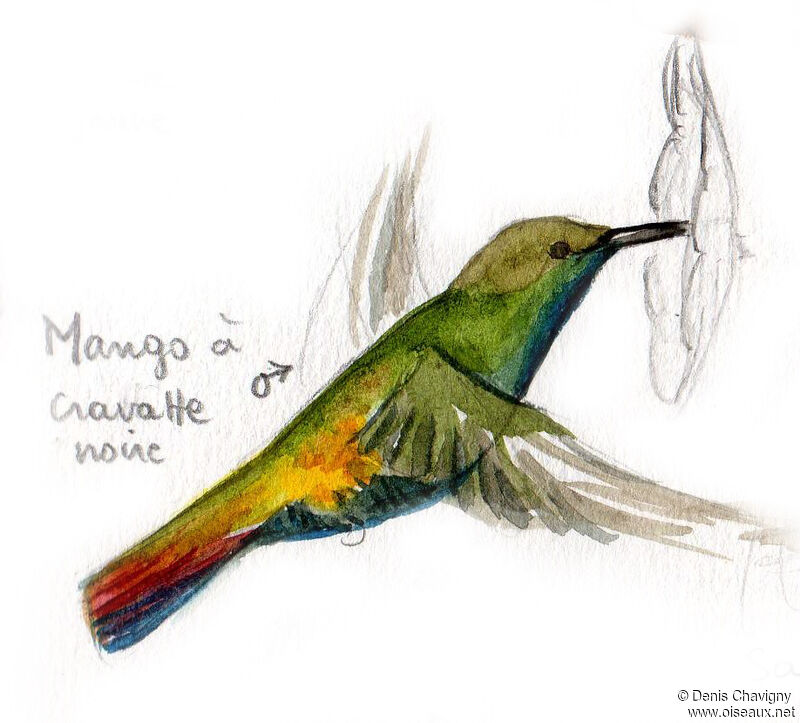 Black-throated Mango male adult, Flight, eats