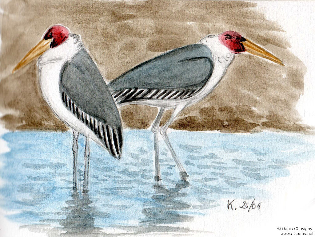 Marabou Storkadult, habitat