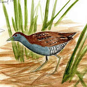 Baillon's Crake