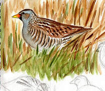 Spotted Crake