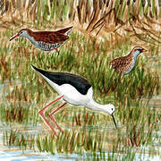 Spotted Crake