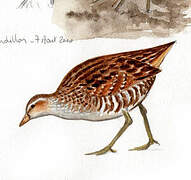 Spotted Crake