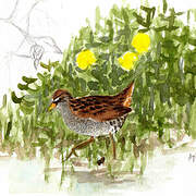 Spotted Crake