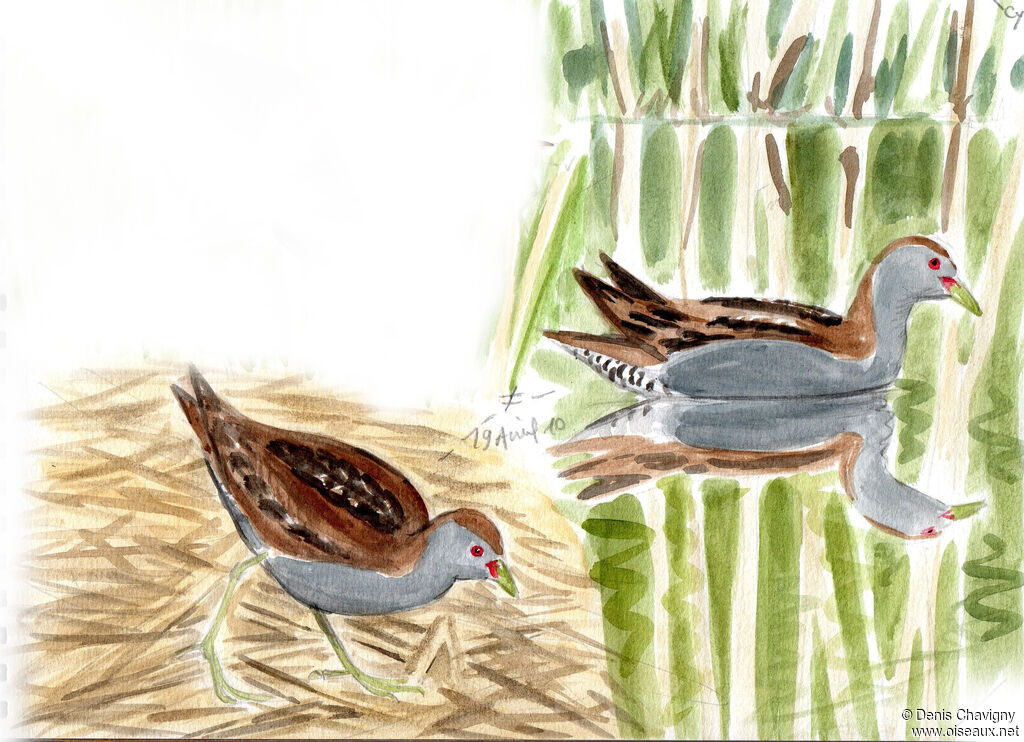 Little Crake male adult breeding, habitat, swimming