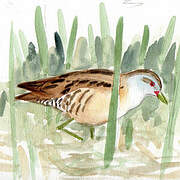 Little Crake