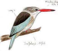 Brown-hooded Kingfisher