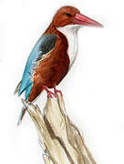 White-throated Kingfisher