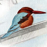 White-throated Kingfisher