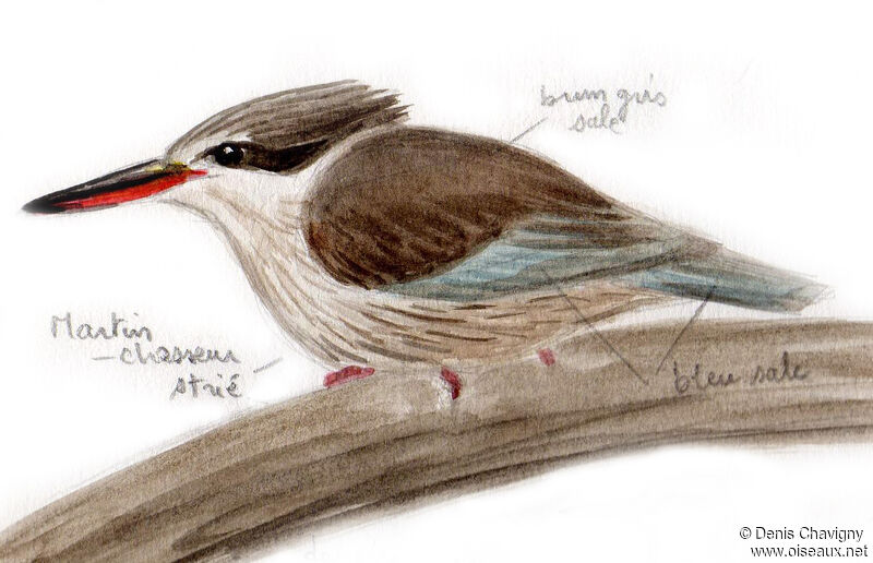 Striped Kingfisher, identification