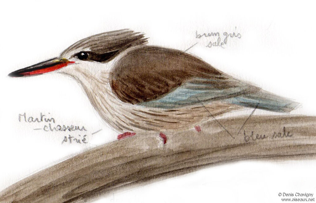 Striped Kingfisher, identification