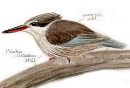 Striped Kingfisher