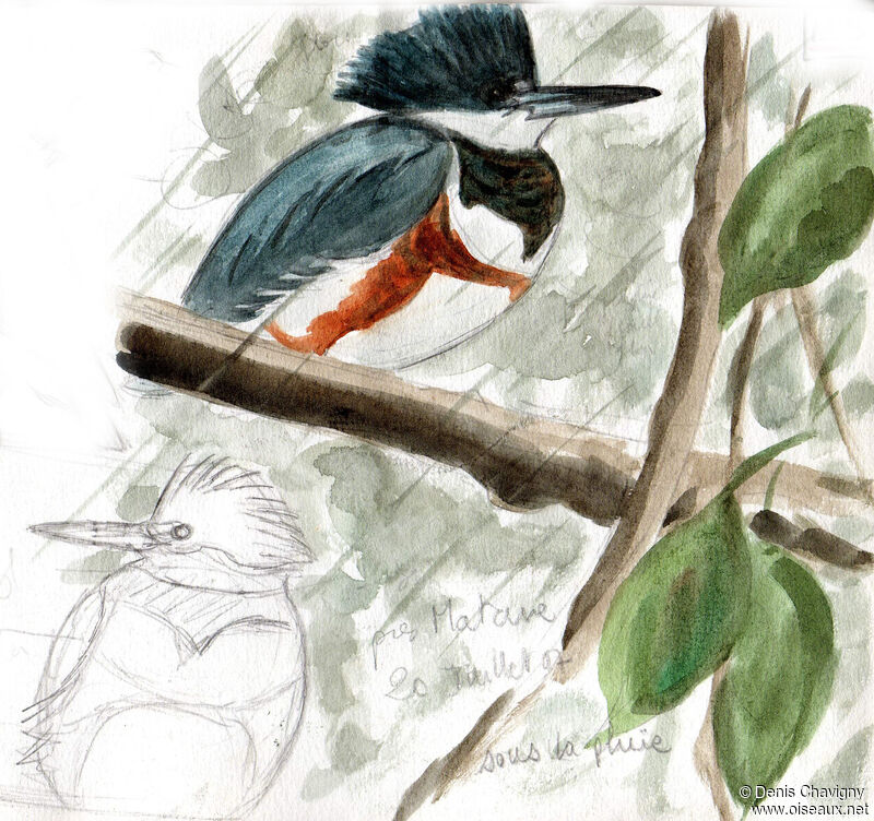 Belted Kingfisher female, habitat