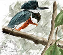 Belted Kingfisher