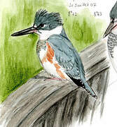 Belted Kingfisher