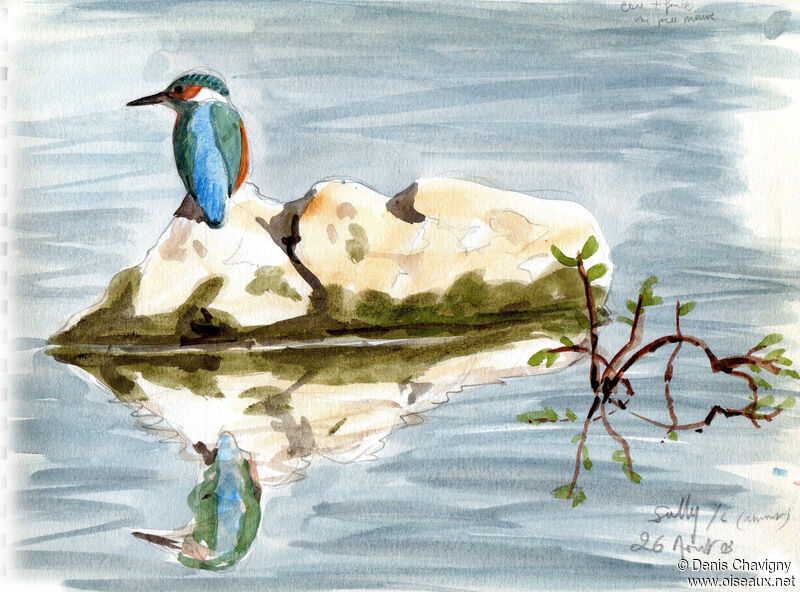 Common Kingfisher, habitat