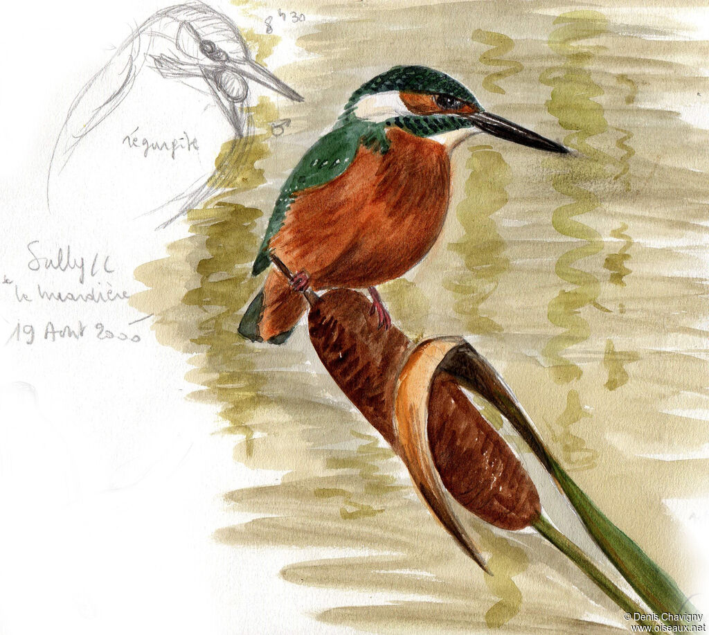 Martin-pêcheur d'Europe mâle, identification