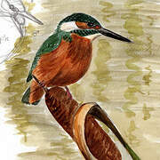 Common Kingfisher