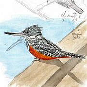 Giant Kingfisher