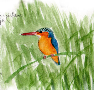 Martin Pêcheur Huppé Corythornis Cristatus