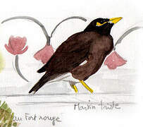 Common Myna