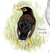 Common Myna