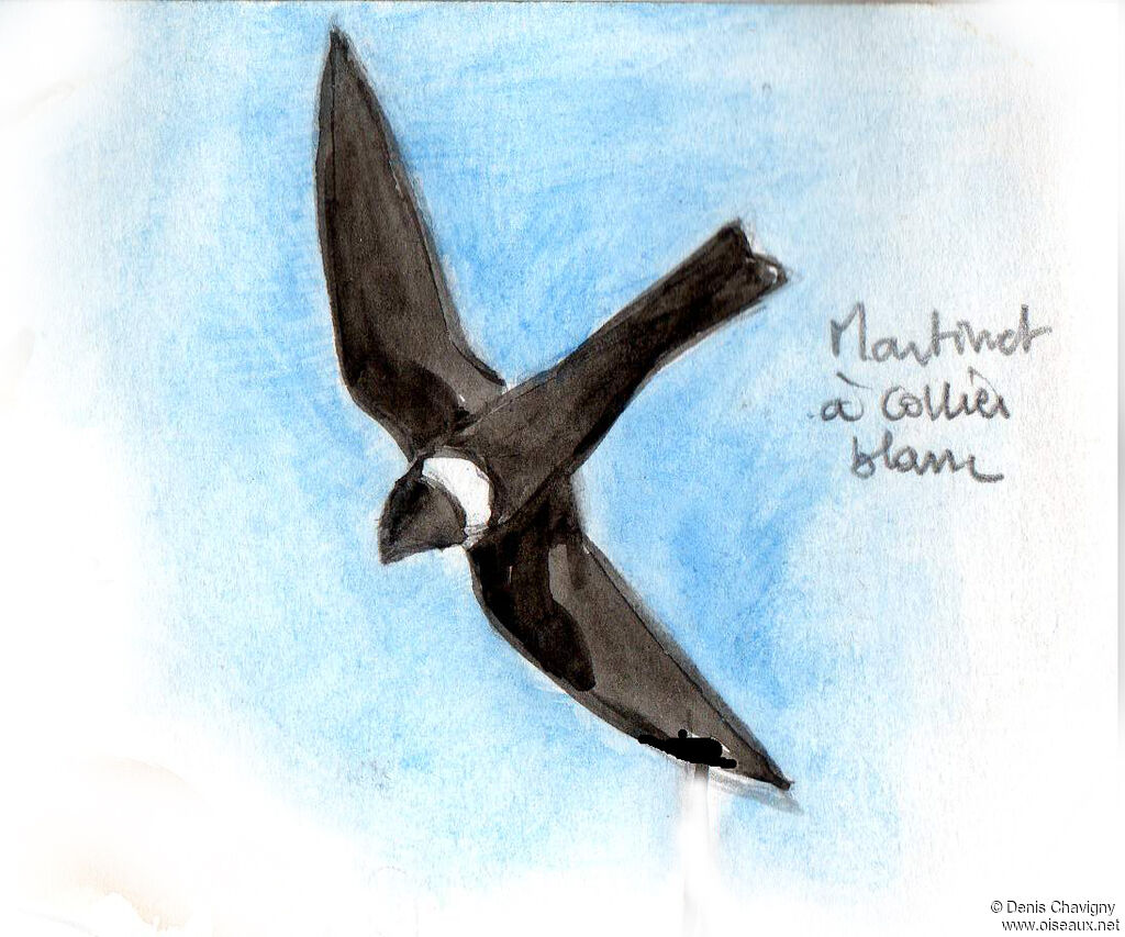 White-collared Swiftadult, Flight