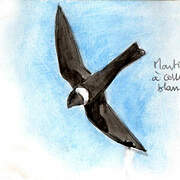 White-collared Swift