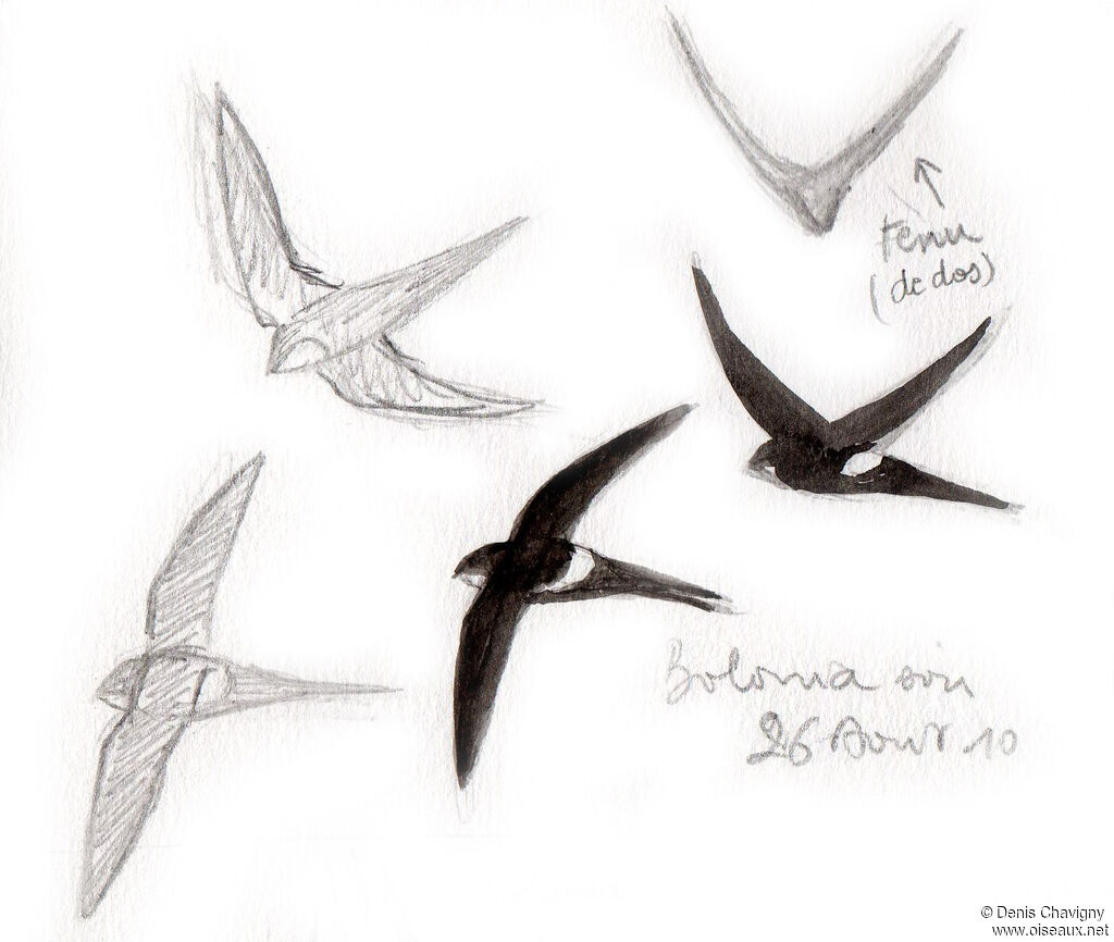 White-rumped Swift, Flight