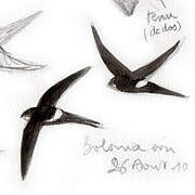 White-rumped Swift