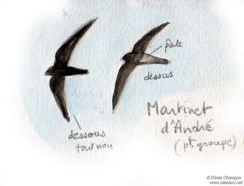 Ashy-tailed Swift, Flight