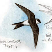 Andean Swift