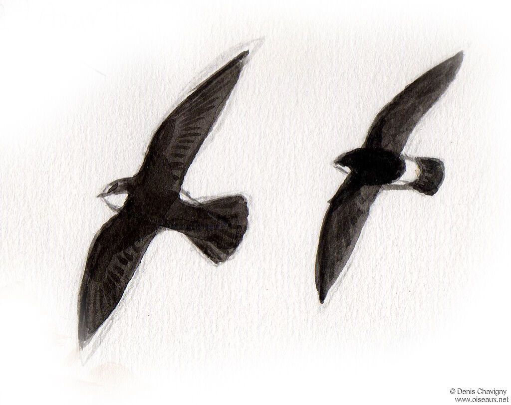 Little Swift, Flight