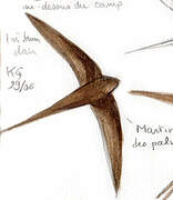 African Palm Swift