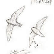 Chimney Swift