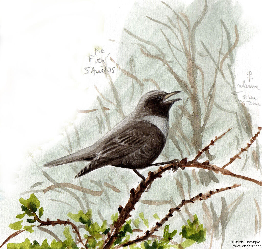 Ring Ouzel female adult breeding, identification