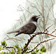 Ring Ouzel