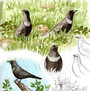 Ring Ouzel