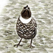 Ring Ouzel