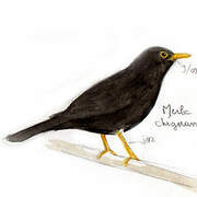 Chiguanco Thrush