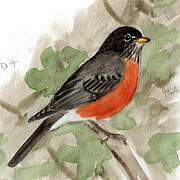 American Robin