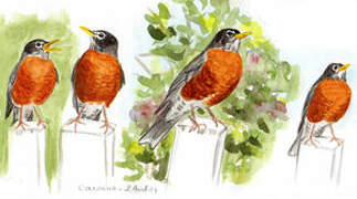 American Robin