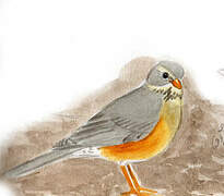 Kurrichane Thrush