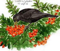 Common Blackbird