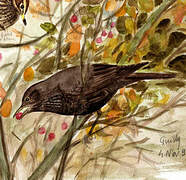 Common Blackbird