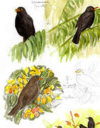 Common Blackbird